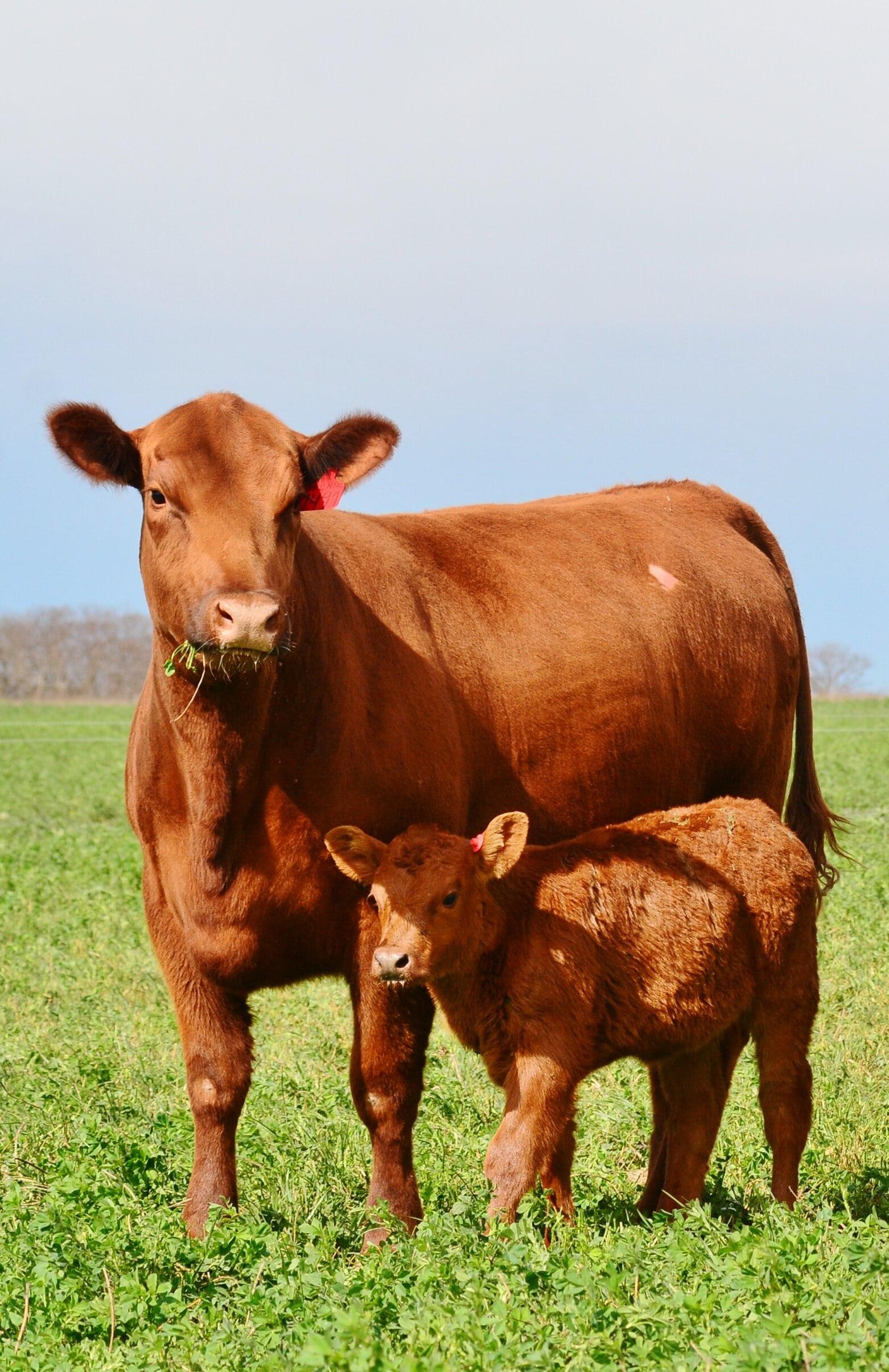 Vaca madre con su ternero